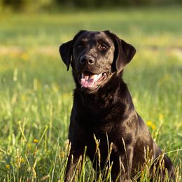 Zira - Labrador Retriever