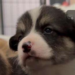 AKC Light Green Tri - Black and tan male Pembroke Welsh Corgi puppy in Summerfield, Florida from Promise Land Farm
