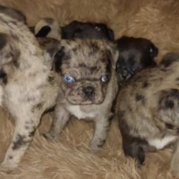 Pugs from Brenda Marquez