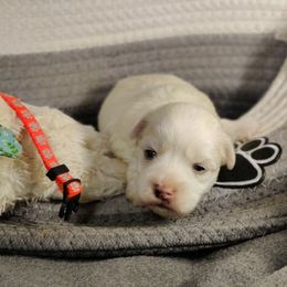Garfield - White male Coton de Tulear puppy in Westfield, North Carolina from Legacy Pets