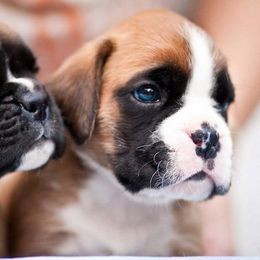 Boxer Puppies from Dizara Boxers