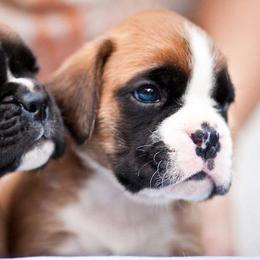 Boxer Puppies from Dizara Boxers