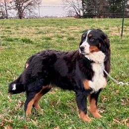 Aussiedoodles, Cockapoos, Goldendoodles, Poodles, and Toy Australian Shepherds from CW Aussiedoodles