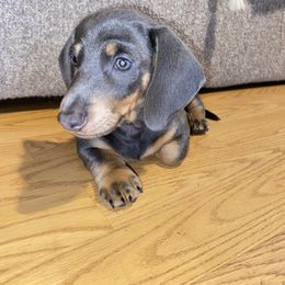 Bubble - Blue and tan male Dachshund puppy in Tucson Estates, Arizona from Summit Farm