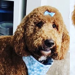 Kenzie - Goldendoodle