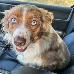 Ruby - Miniature Australian Shepherd