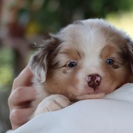 Stephen - Red merle male Miniature Australian Shepherd puppy in Goliad, Texas from Sassy Lil Aussies and Diamond W Poodles