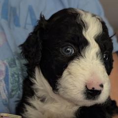 Bordoodle Puppies from Lunatic Kennel