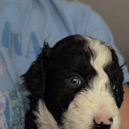 Bordoodle Puppies from Lunatic Kennel
