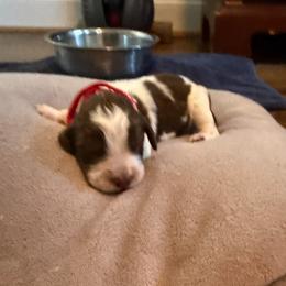 Rudolph - Creek - Liver white and roan male English Springer Spaniel puppy in Mooresville, North Carolina from Third Creek Springers