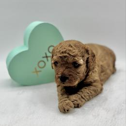 Chocolate - Red male Cavapoo puppy in La Vernia, Texas from Texas Teddy Bears