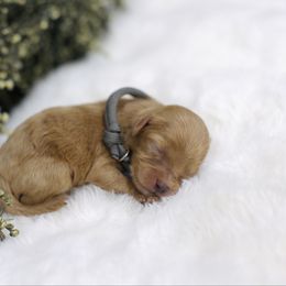 Jersey - Red male Cavapoo puppy in Queen Creek, Arizona from Dulcito Doodles