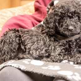 Bonus Bode - Black Goldendoodle puppy in Des Plaines, Illinois from SnoogleDoodles