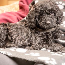 Bonus Bode - Black Goldendoodle puppy in Des Plaines, Illinois from SnoogleDoodles