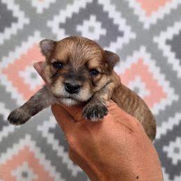 Benji SMALL - Gold male Morkie puppy in Monticello, Iowa from Ashley’s Puppies