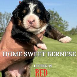 W Red - Black rust and white female Bernese Mountain Dog puppy in Winigan, Missouri from Home Sweet Bernese