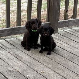 Basset Hound, Boykin Spaniel, Jagdterrier, and Labrador Retriever Puppies from PARK’s Family Farm