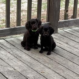 Basset Hound, Boykin Spaniel, Jagdterrier, and Labrador Retriever Puppies from PARK’s Family Farm
