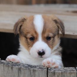 Taco - Sable male Pembroke Welsh Corgi puppy in Butte Meadows, California from Julia's Pembroke Welsh Corgis