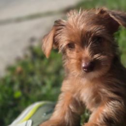 Gizmo - Chocolate and tan male Yorkshire Terrier puppy in Diamondhead, Mississippi from Jazzy Puppy Palace