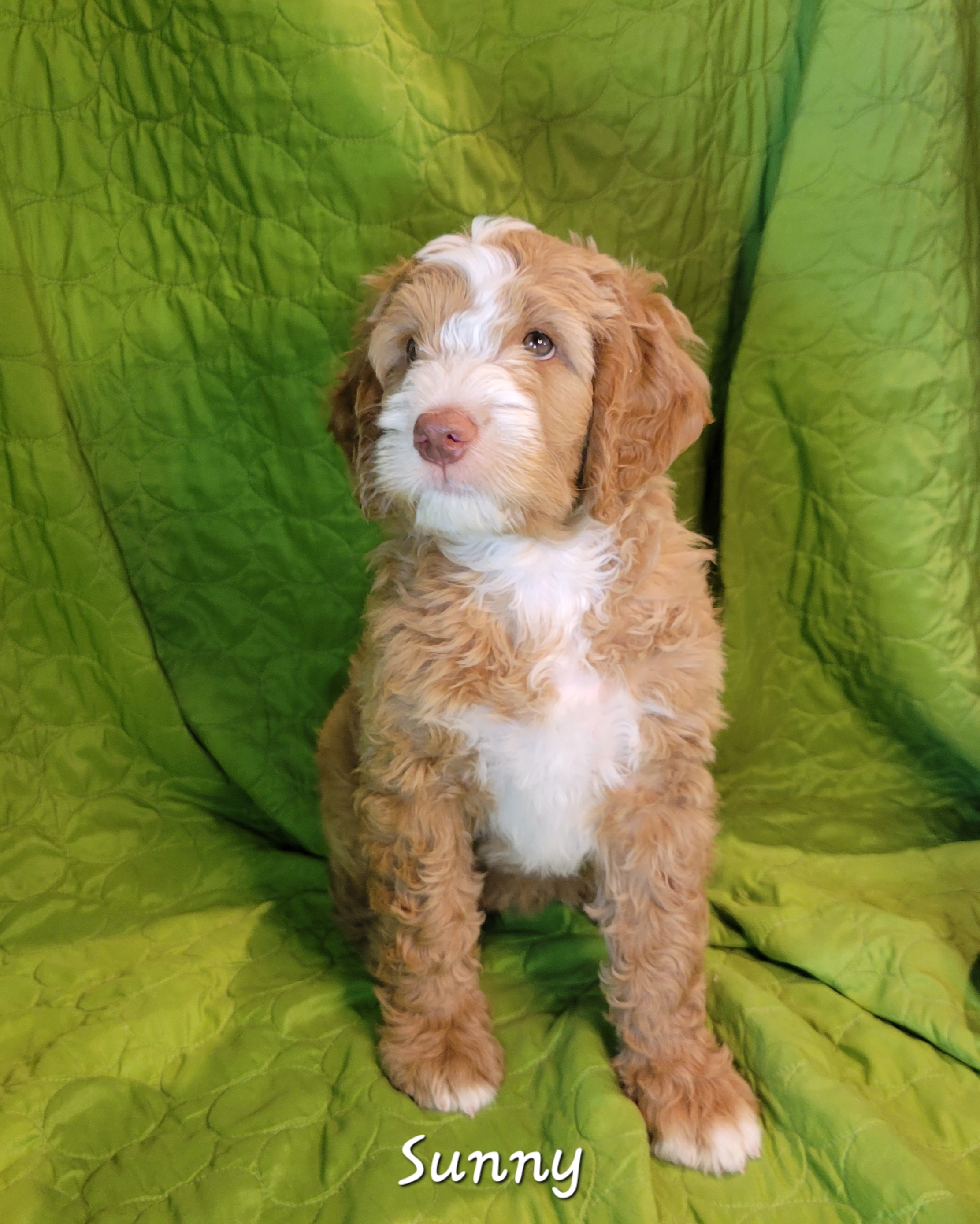 Sunny - Apricot Springerdoodle puppy in Bradenton, Florida from Springerdoodles of Florida