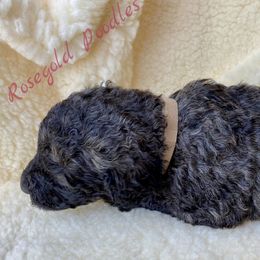 Poodle Puppies from Rosegold Poodles