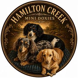 Dachshunds from hHamilton Creek long haired mini dachshunds