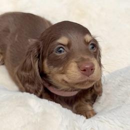 Cersei's Chocolate and Cream -- Female Pink Collor - Chocolate and cream female Dachshund puppy in Kalama, Washington from Dazzling Doxies
