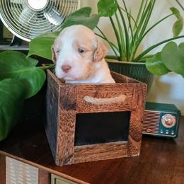 Snoopy - Cream male Australian Labradoodle puppy in Atascadero, California from Classic Poodles and Doodles