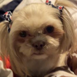 Sophie - Shih Tzu
