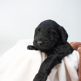 Thor (brown) - Black male Goldendoodle puppy in Lafayette, Alabama from Sweethaven Kennels