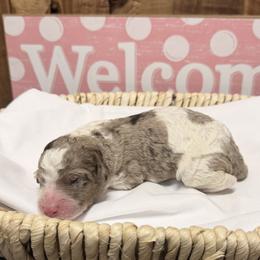 Girl 2 - Blue merle female Aussiedoodle puppy in Lavonia, Georgia from H & A Kennels