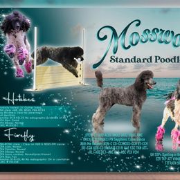 Poodle puppies from Mosswood