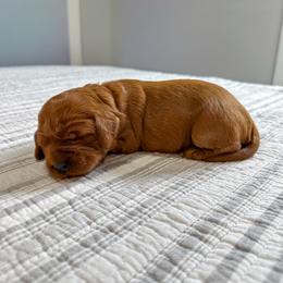 Cherry Fudge - Red female Australian Labradoodle puppy in Chelsea, Michigan from Michigan Labradoodles