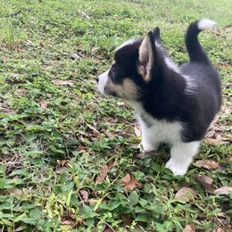 American Corgi and Pembroke Welsh Corgi Puppies from Swell Corgis