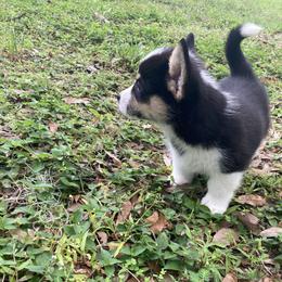 American Corgi and Pembroke Welsh Corgi Puppies from Swell Corgis