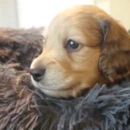 Boy 1 - male Dachshund puppy in Plant City, Florida from Oakley's Dachshund Ranch