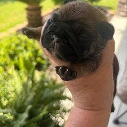 Anastasia - Fawn female French Bulldog puppy in Jacksonville, North Carolina from Southern Comfort French Bulldogs