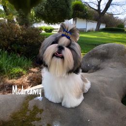 Mcdreamy - Shih Tzu