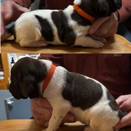 Girl 4 - Black roan female German Shorthaired Pointer puppy in Topeka, Kansas from Autumn Prairie Kennel