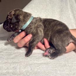 Lt Blue Collar - Tiger female Perro de Presa Canario puppy in Raleigh, North Carolina from Kings Court Kennel