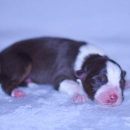 Anna - Red tri-color female Australian Shepherd puppy in Easton, Missouri from MMA Kennel
