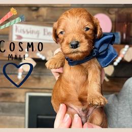Cosmo - Red  male Goldendoodle puppy in Hilton, New York from The House of Goldendoodle