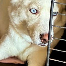 Tala - Siberian Husky