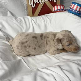 Danny - Dapple male Dachshund puppy in Tulsa County, Oklahoma from Willow Creek Miniature Dachshunds