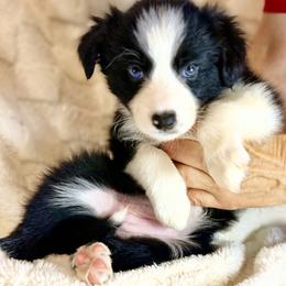 Athena - Black and white female Border Collie puppy in East Ellijay, Georgia from Nine Peaks Border Collies