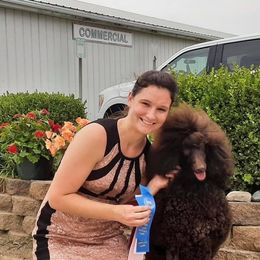 Poodle All Grown Up from Noble Hill Standard Poodles