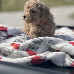 Finley - Apricot male Poodle puppy in Carthage, Missouri from Hounds by Mishelle