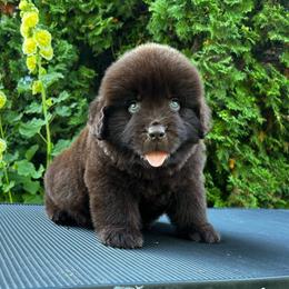 Brown Female - Brown female Newfoundland puppy in New York from Johnson Farms