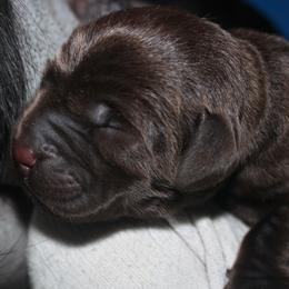 Labrador Retriever Puppies from Mythic Labradors, LLC